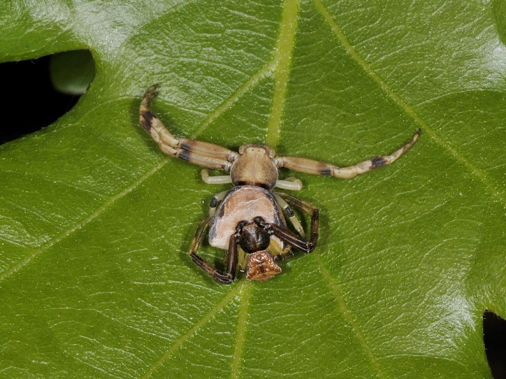 Coppietta Pistius truncatus - Avigliana (TO)